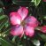 Adenium obesum-Sivatagi rózsa 17 cm-es cserépben ( BIMBÓS!)