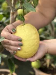 Citrusok