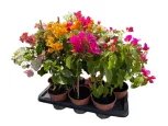 Bougainvillea/Murvafürt aktuális készlet